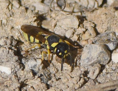 Antepipona sp.